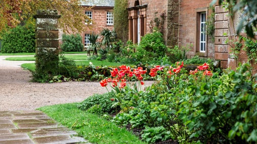 Bright red tulips on the side of the courtyard at Acorn Bank. It's been raining, and the slabs on the ground are wet. In the background out of focus is a large tree and the gates into the courtyard.